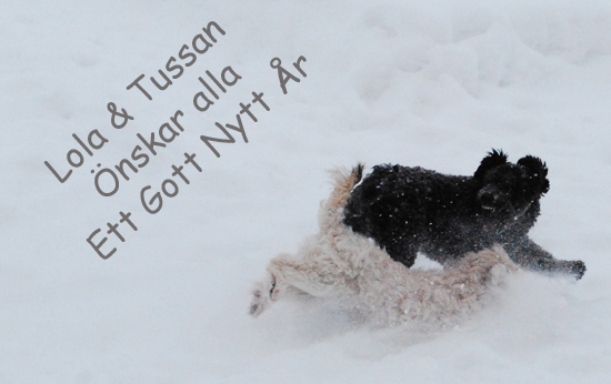 Gott nytt år Gott nytt år