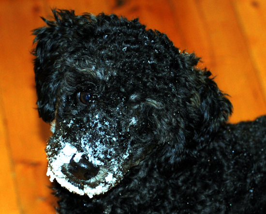 Lola snö nos Lola snö nos