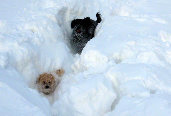 Mycket snö eller små hundar... 550 b